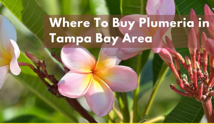 Largo Real Estate – Plumeria Business
