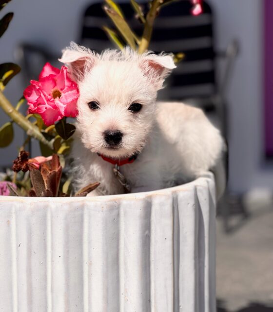 Bella, office dog at Avalon Group Realty