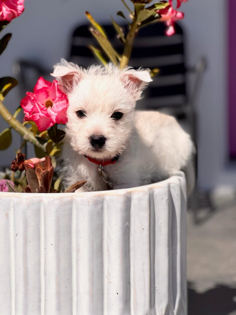 Bella, office dog at Avalon Group Realty