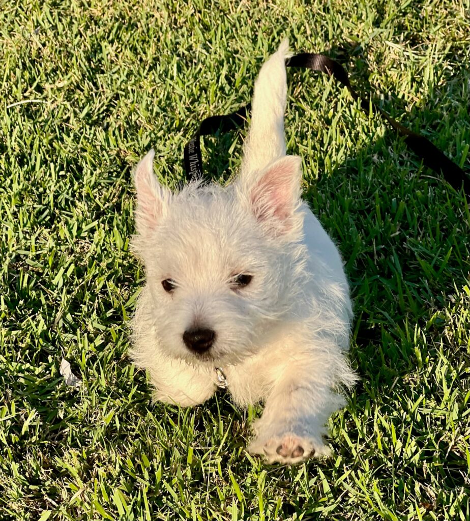Flynn, office dog at Avalon Group Realty