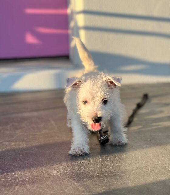 Wyatt, office dog at Avalon Group Realty