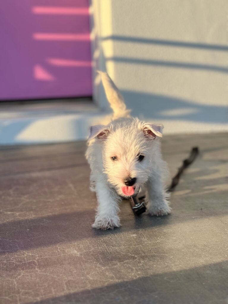 Wyatt, office dog at Avalon Group Realty
